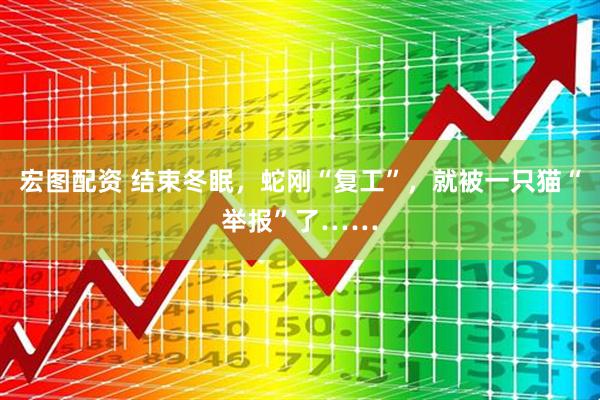 宏图配资 结束冬眠，蛇刚“复工”，就被一只猫“举报”了……